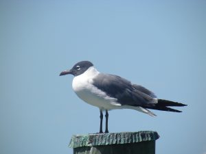 From Meli Londeree & Jesse Brock