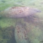 Manatees
