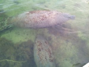 Manatees